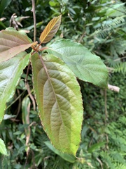 Actinidia rufa