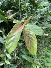 Actinidia rufa