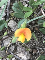 Zornia thymifolia