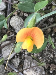 Zornia thymifolia