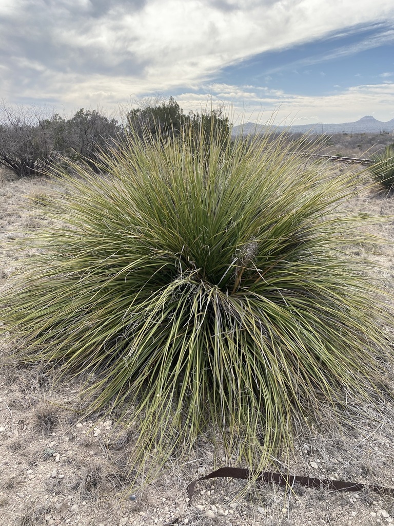 Nolina erumpens, Texas, US