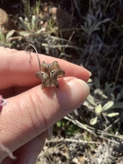 Fritillaria micrantha
