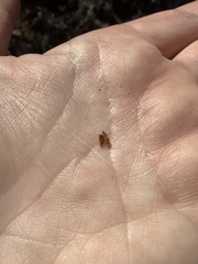 Fritillaria micrantha