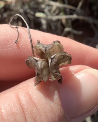 Fritillaria micrantha