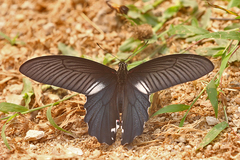Papilio alcmenor