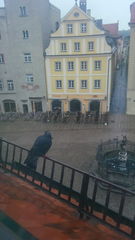 Columba livia domestica