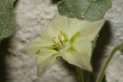 Chamaesaracha pallida