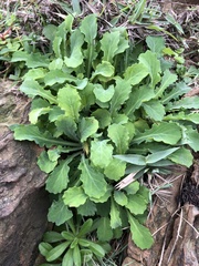 Crepidiastrum lanceolatum