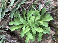 Crepidiastrum lanceolatum