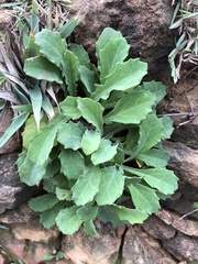 Crepidiastrum lanceolatum