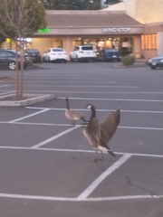 Branta canadensis