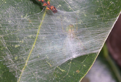 Bijoaraneus mitificus