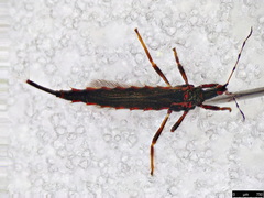 Idolothrips