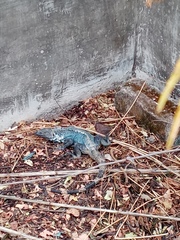 Ctenosaura pectinata