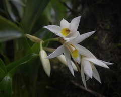 Coelogyne nervosa