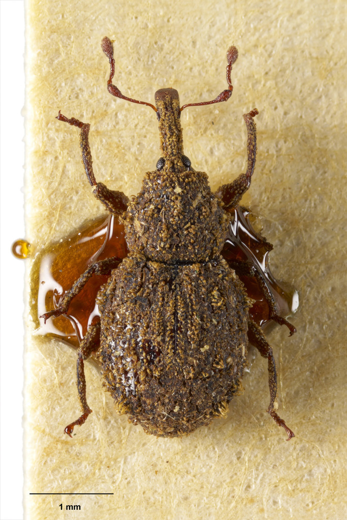 Phrynixus laqueorum