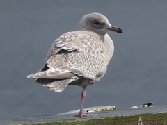 Larus glaucoides thayeri