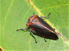 Eurymela fenestrata