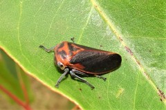 Eurymela fenestrata