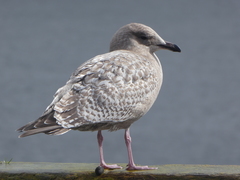 Larus glaucoides thayeri