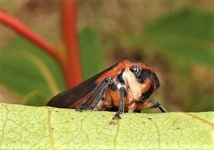 Eurymela fenestrata