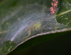 Bijoaraneus mitificus
