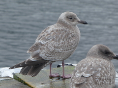 Larus glaucoides thayeri