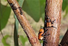 Eurymela fenestrata