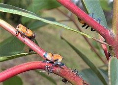 Eurymela fenestrata