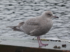 Larus glaucoides thayeri