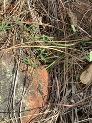 Calystegia stebbinsii