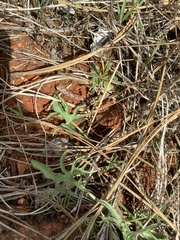 Calystegia stebbinsii