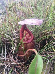 Nepenthes bokorensis