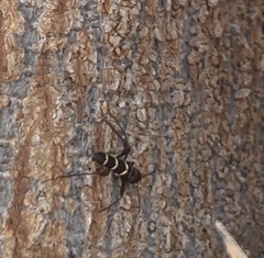 Neoclytus acuminatus