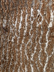 Neoclytus acuminatus