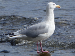 Larus argentatus × glaucescens