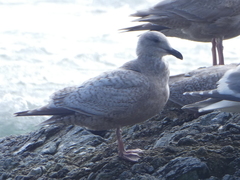 Larus glaucoides thayeri