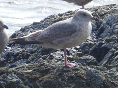 Larus glaucoides thayeri