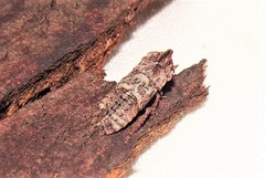 Ulopinae
