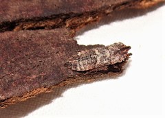 Ulopinae