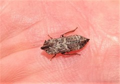 Ulopinae