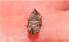 Ulopinae