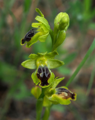 Ophrys lutea galilaea