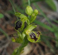Ophrys lutea galilaea