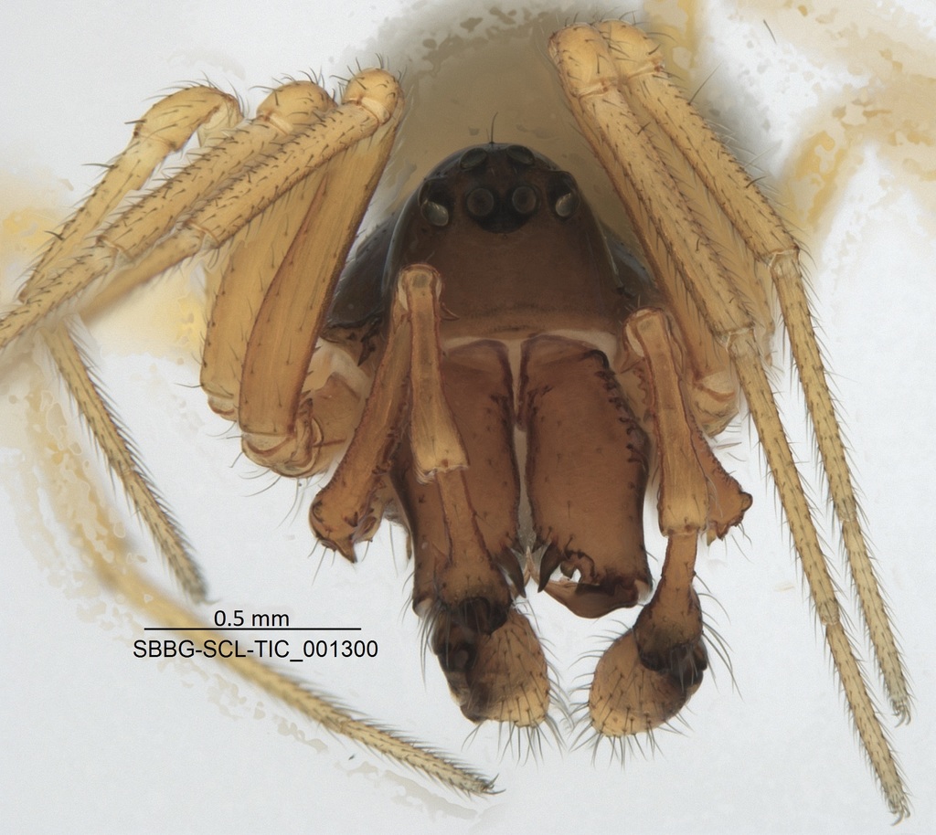 Hook-toothed Money Spider