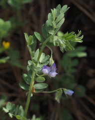 Vicia orientalis