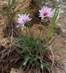Pseudopodospermum papposum