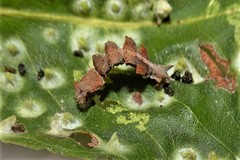 Eucyclodes metaspila