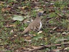 Geophaps scripta scripta
