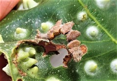 Eucyclodes metaspila